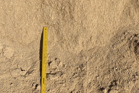  crushed coquina sand