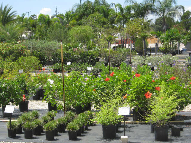 flowers and shrubs at our nursery